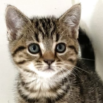 アメリカンショートヘア【千葉県・女の子・2025年9月4日・ブラウンタビー】の写真「元気で人懐こい！」