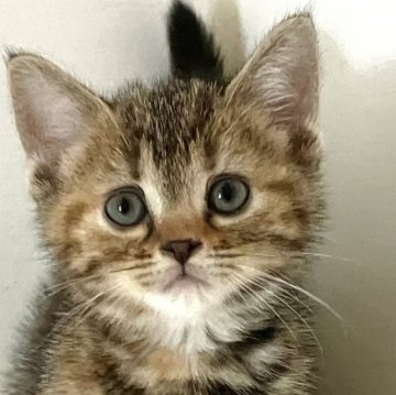 アメリカンショートヘア【千葉県・女の子・2025年9月25日・ブラウンパッチドタビー】の写真「元気で人懐こい！」