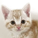 アメリカンショートヘア