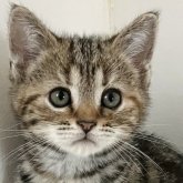 アメリカンショートヘア