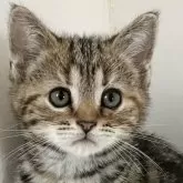 アメリカンショートヘア