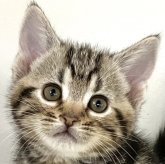 アメリカンショートヘア