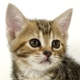 アメリカンショートヘア