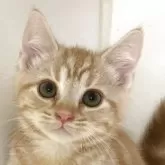 アメリカンショートヘア