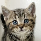 アメリカンショートヘア