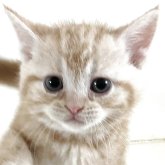 アメリカンショートヘア