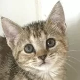 アメリカンショートヘア