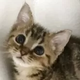 アメリカンショートヘア