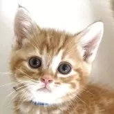 アメリカンショートヘア