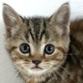 アメリカンショートヘア