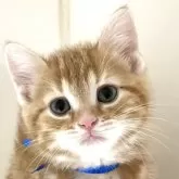 アメリカンショートヘア