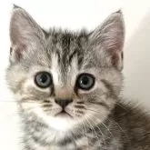 アメリカンショートヘア