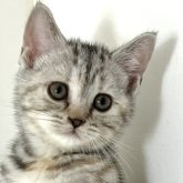 アメリカンショートヘア