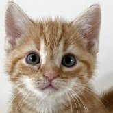 アメリカンショートヘア