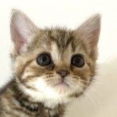 アメリカンショートヘア