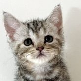 アメリカンショートヘア