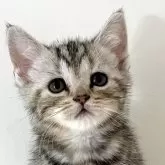 アメリカンショートヘア