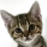 アメリカンショートヘア