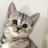 アメリカンショートヘア