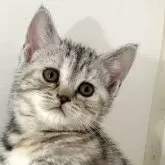 アメリカンショートヘア