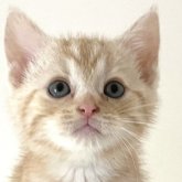 アメリカンショートヘア