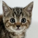 アメリカンショートヘア