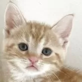 アメリカンショートヘア