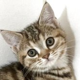 アメリカンショートヘア