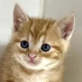 アメリカンショートヘア【千葉県・男の子・2025年3月9日・レッドタビー】の写真1