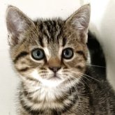 アメリカンショートヘア