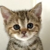 アメリカンショートヘア