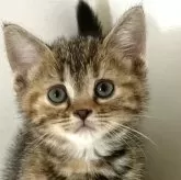 アメリカンショートヘア