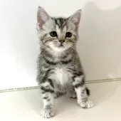アメリカンショートヘア【千葉県・女の子・2025年9月9日・シルバーパッチドタビー】の写真2