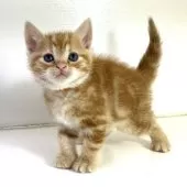 アメリカンショートヘア【千葉県・男の子・2025年3月9日・レッドタビー】の写真2