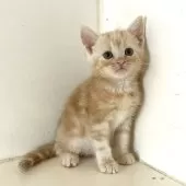 アメリカンショートヘア【千葉県・男の子・2025年9月4日・クリームタビー】の写真3