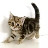 アメリカンショートヘア【千葉県・女の子・2025年11月12日・ブラウンパッチドタビー】の写真3