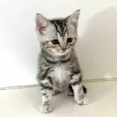 アメリカンショートヘア【千葉県・女の子・2025年9月9日・シルバーパッチドタビー】の写真3