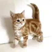 アメリカンショートヘア【千葉県・男の子・2025年3月14日・レッドタビー】の写真3