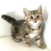 アメリカンショートヘア【千葉県・女の子・2025年3月9日・ブラウンパッチドタビー】の写真3