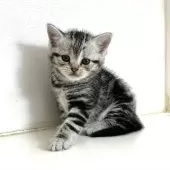 アメリカンショートヘア【千葉県・女の子・2025年3月9日・シルバータビー】の写真3