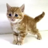 アメリカンショートヘア【千葉県・男の子・2025年3月9日・レッドタビー】の写真3