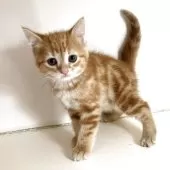 アメリカンショートヘア【千葉県・男の子・2025年3月14日・レッドタビー】の写真4