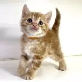 アメリカンショートヘア【千葉県・男の子・2025年3月9日・レッドタビー】の写真4