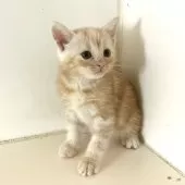 アメリカンショートヘア【千葉県・男の子・2025年9月4日・クリームタビー】の写真5