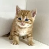 アメリカンショートヘア【千葉県・男の子・2025年3月9日・レッドタビー】の写真5