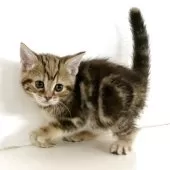 アメリカンショートヘア【千葉県・女の子・2025年11月12日・ブラウンパッチドタビー】の写真6