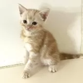 アメリカンショートヘア【千葉県・男の子・2025年9月4日・クリームタビー】の写真6