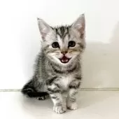 アメリカンショートヘア【千葉県・女の子・2025年9月9日・シルバーパッチドタビー】の写真6