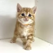 アメリカンショートヘア【千葉県・男の子・2025年3月9日・レッドタビー】の写真6