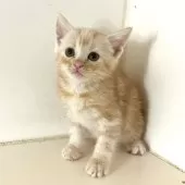 アメリカンショートヘア【千葉県・男の子・2025年9月4日・クリームタビー】の写真7